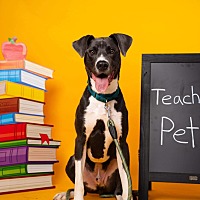 adopt a pet