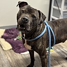 Adopt A Pet :: Gabriel - Lancaster, OH