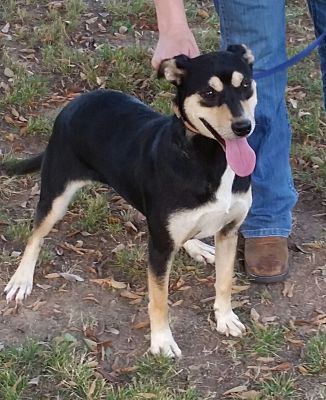 Kelpie store hound mix