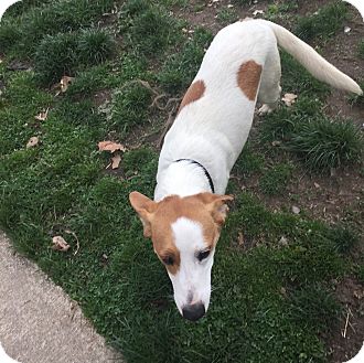 New Philadelphia, OH - Beagle. Meet Max a Pet for Adoption.