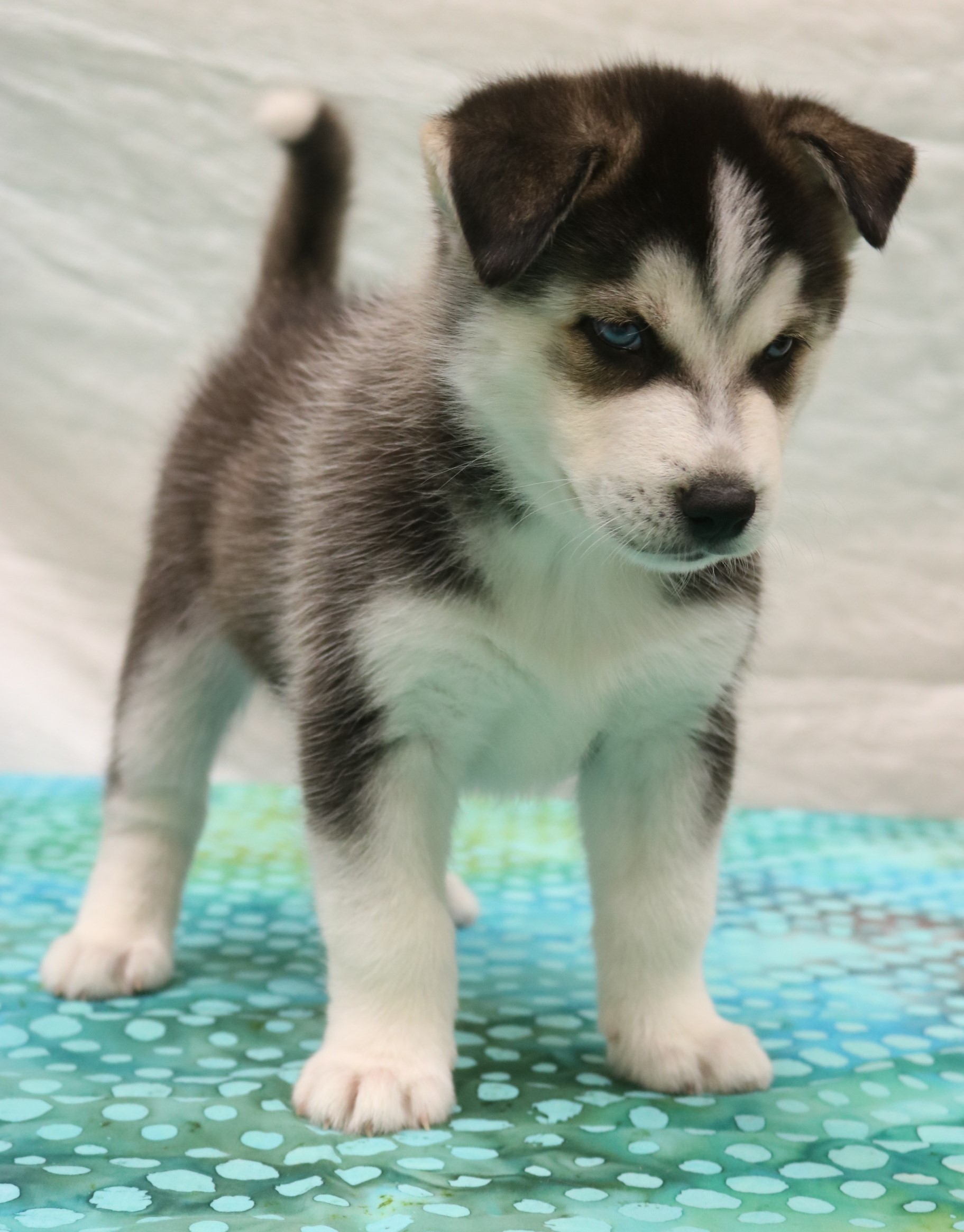 Allentown Pa Siberian Husky Meet Smokey A Pet For Adoption Adoptapet Com