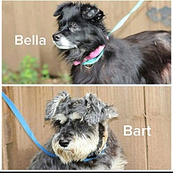 Photo of Bart & Bella- BONDED PAIR
