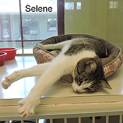 Thumbnail photo of Selene #4