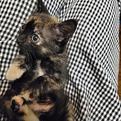 Thumbnail photo of Tortie #4
