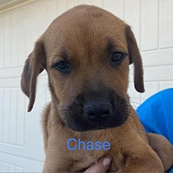 Photo of Chase AE*