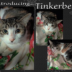 Thumbnail photo of Tinkerbell #2