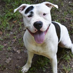 Photo of Harlow