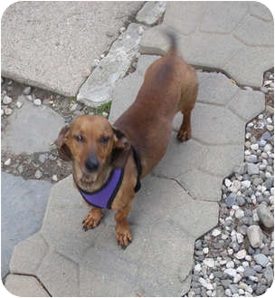 Brooklyn Ny Dachshund Meet Clifford A Pet For Adoption