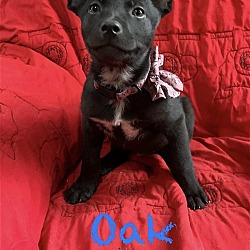Thumbnail photo of Oak #1