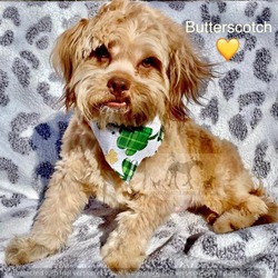 Photo of BUTTERSCOTCH