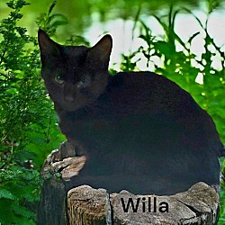 Thumbnail photo of Willa #1