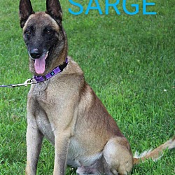 Thumbnail photo of Sarge #2