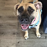 adopt a pet