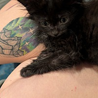 adopt a pet