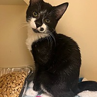 adopt a pet