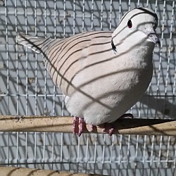 Photo of Eurasian Collared-Dove