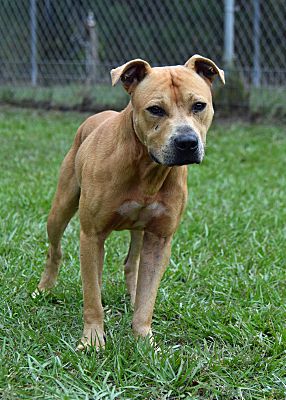 Brooksville, FL - Pit Bull Terrier. Meet 10317682 a Pet for Adoption ...