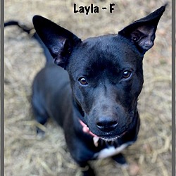 Thumbnail photo of Layla/Morticia #2