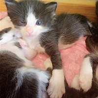 Photo of Kitten Shaggy
