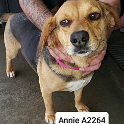 Photo of Annie A2264