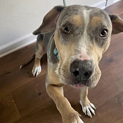 Photo of Trixie