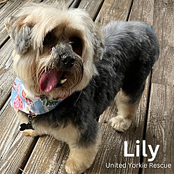 Thumbnail photo of Lily #2