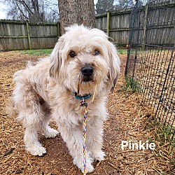 Photo of Pinkie