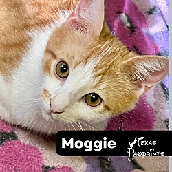 Thumbnail photo of Moggie #1