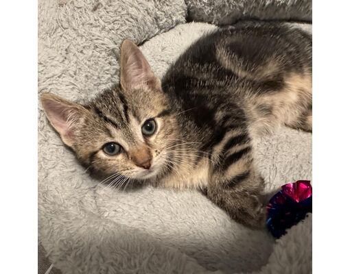 Watertown, NY - Domestic Shorthair. Meet SpongeBob a Pet for Adoption