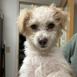 Ottawa, KS - Poodle (Miniature)/Mixed Breed (Medium). Meet Honey Bun a ...