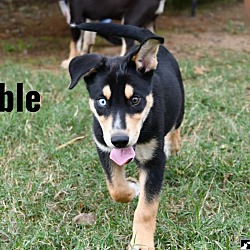 Thumbnail photo of Noble #1