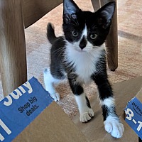 adopt a pet