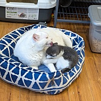 EMINEM (BONDED TO HARVEY DENT) - Domestic Shorthair available for adoption