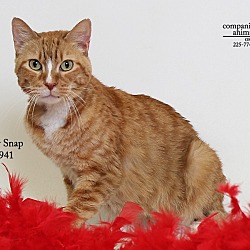 Thumbnail photo of Ginger Snap  (Foster Care) #1