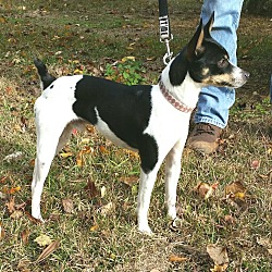 Thumbnail photo of Petey ~ ADOPTED! #2