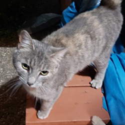 Photo of Kitty 2