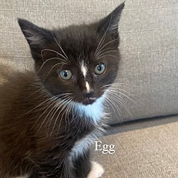 Photo of Egg