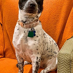 Photo of Poppy