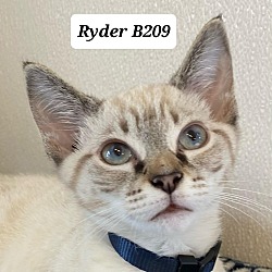 Photo of Ryder B209