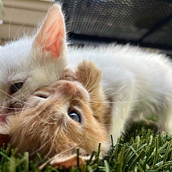 Thumbnail photo of PinaColada & Mojita - bonded siblings #3