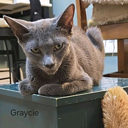 Thumbnail photo of Graycie (24-610) #4