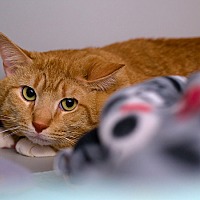 adopt a pet