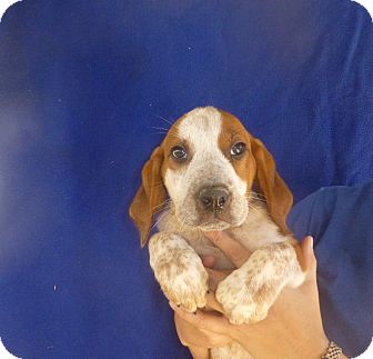 german shorthaired pointer basset hound mix