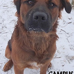 Thumbnail photo of CAMPUS--BEAUTIFUL DOG! #3