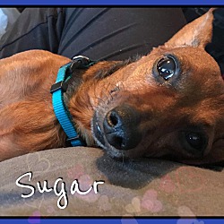 Thumbnail photo of Dipper and Sugar #3
