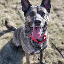 Stray Haven Humane Society & SPCA in Waverly, New York