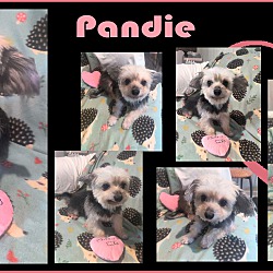Thumbnail photo of Pandie #3
