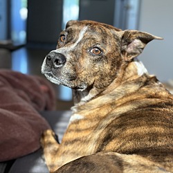 Photo of Rusty