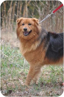 chow chow sheltie mix