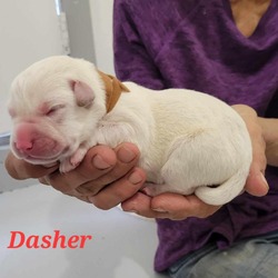Thumbnail photo of Dasher JuM #3